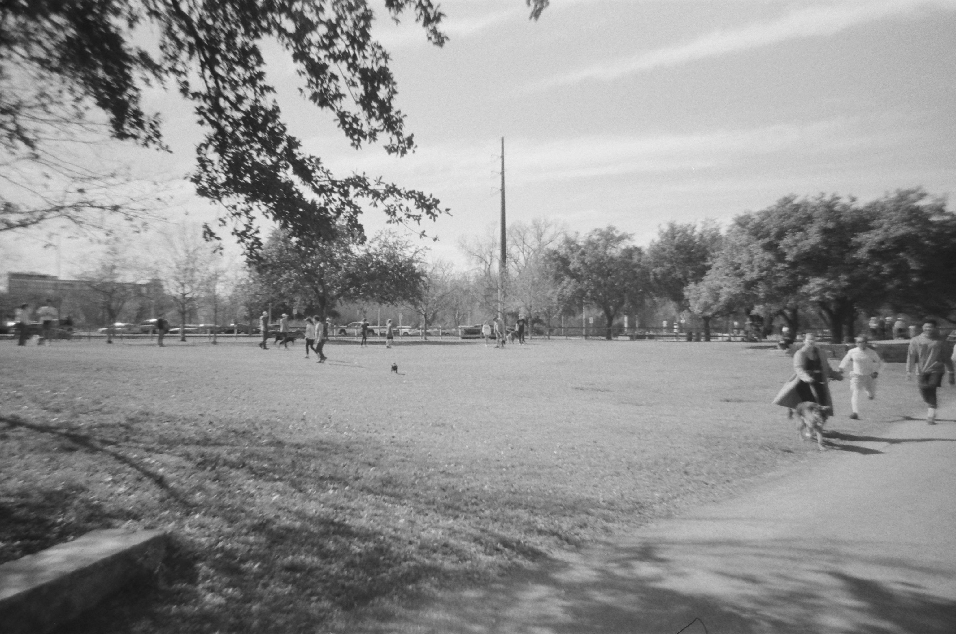 A field full of dogs enjoying the nice day